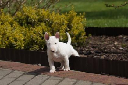 Miniaturbullterrier Welpen 11 Wochen