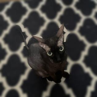 Sphynx / Sphinx Mädchen zu verkaufen/ fast 2 Jahre alt
