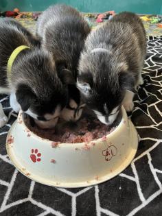 Sibirien Husky Welpen