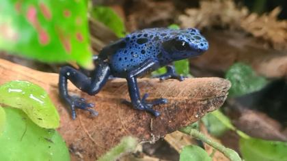 Dendrobate azureus zu verschenken