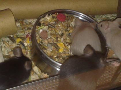 Gesunde Futtermäuse Adulte zum Sonderpreis