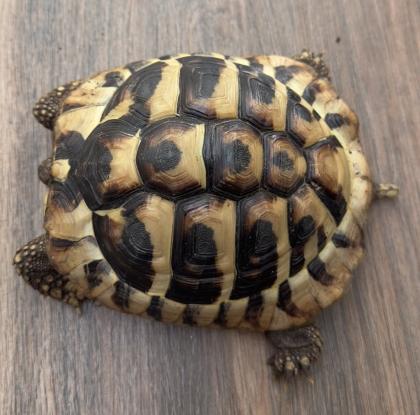 Griechische Schildkröte