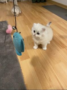 Wunderschöne Britisch Langhaar Katzen