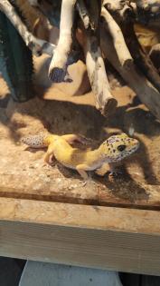 Leopardgeckos in liebevolle Hände abzugeben