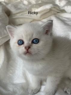 4 Bkh kitten 2 weiß und 2 Grau
