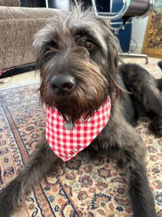 Wunderschöne Labradoodle - Welpen F1b-Labradoodle