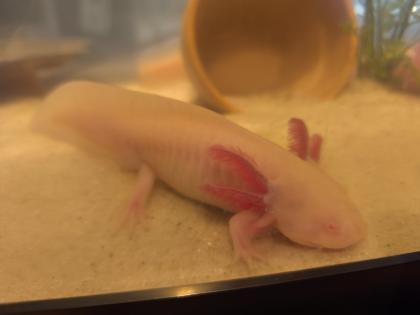 Süß axolotls Nachzuchten