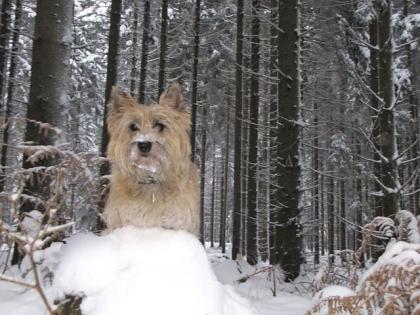 Cairn-Terrier von-der-Iburg. einfach super