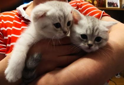 Britisch Kurzhaar mix Kitten
