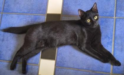 Kiko - Agiler Jungkater Kiko sucht aufgeweckte Familie
