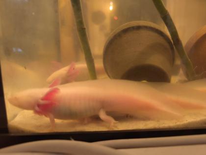 Süß axolotls Nachzuchten