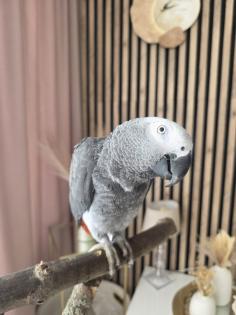 Graupapagei papagei