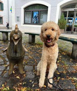 Wunderschöne Labradoodle - Welpen F1b-Labradoodle