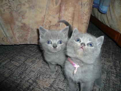 BKH Kitten