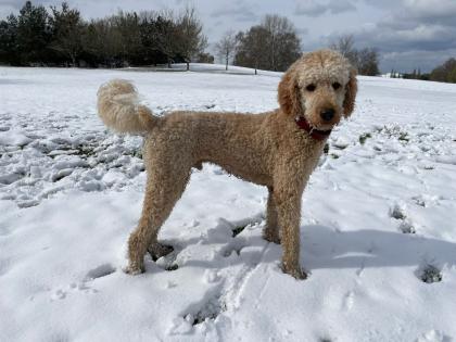 Wunderschöne Labradoodle - Welpen F1b-Labradoodle