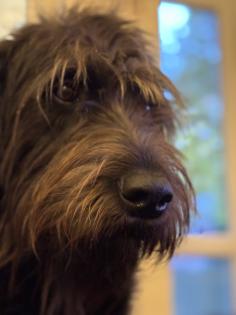 Wunderschöne Labradoodle - Welpen F1b-Labradoodle