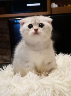 Britisch Kurzhaar mix Kitten