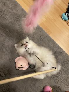 Wunderschöne Britisch Langhaar Katzen