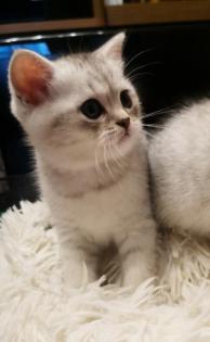 Britisch Kurzhaar mix Kitten