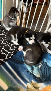 Sibirien Husky Welpen
