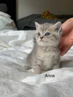 4 Bkh kitten 2 weiß und 2 Grau