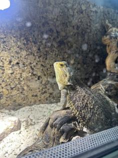 Bartagame Coco Weibchen