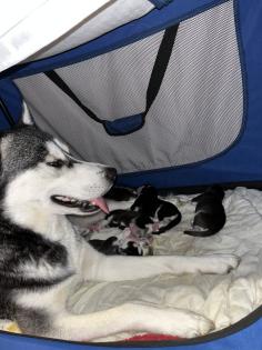 Sibirien Husky Welpen