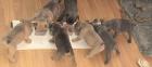 Frenchies suchen neues zu Hause