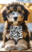 Aussiedoodle Notizbuch Das perfekte Geschenk für Doodle Liebhaber Fans Buch