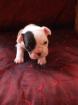 3 3 1 von 6 Französische Bulldoggen suchen ein nettes Heim 3 9