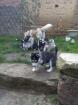 Huskywelpen