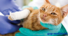 Katzen-OP-Versicherung