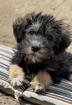 Little Jonny - flauschiges Hundekind sucht Zuhause