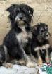 Joy - Sehr liebenswerte Hundedame Joy