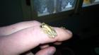 Kleiner Bananenfrosch Afrixalus brachycnemis