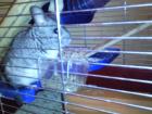 Chinchilla mit großem Käfig und Futter Sand