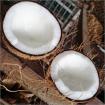 Frische Kokosnuss Semi-Husked Botanischer Name - Cocos Nucifera