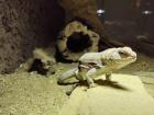 Maskenleguan