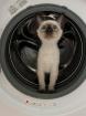Kitten Katzen Baby Babies Seal Point Thai Siam