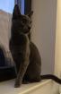 Missy - Edle Russisch Blau-Mix-Katzendame sucht Zuhause