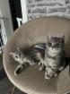 BKH kitten reinrassig geimpft gechipt