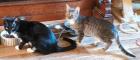 Alis Mickey - Zarte kleine Katzendame Alis sensibler Bruder Mickey suchen ge