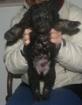 Truffee Griffon-Mischling männlich geb. Mitte 12/2012 voraussichtlich ca. 5