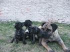 Dogge Canario Welpen