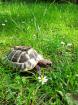 Griechische Landschildkröte männlich erwachsen
