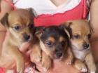 3 süße Yorkshiere Terriere/Jack Russel Mischlings welpen zu verkaufen 3