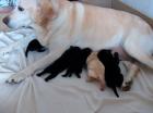Labrador welpen