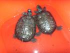 2 schöne Wasserschildkröten Aquarium Außenfilter.