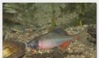 Biotopfische in großer Auswahl // Fa. Fördefisch