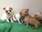 Bischon Gechipt Babys Chihuahua Typvolle Welpen Reinrassige